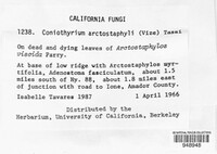 Coniothyrium arctostaphyli image